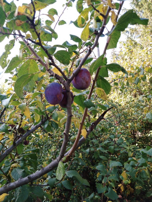 Ксюша и Ваня Сомляковы собирают яблоки и сливы.